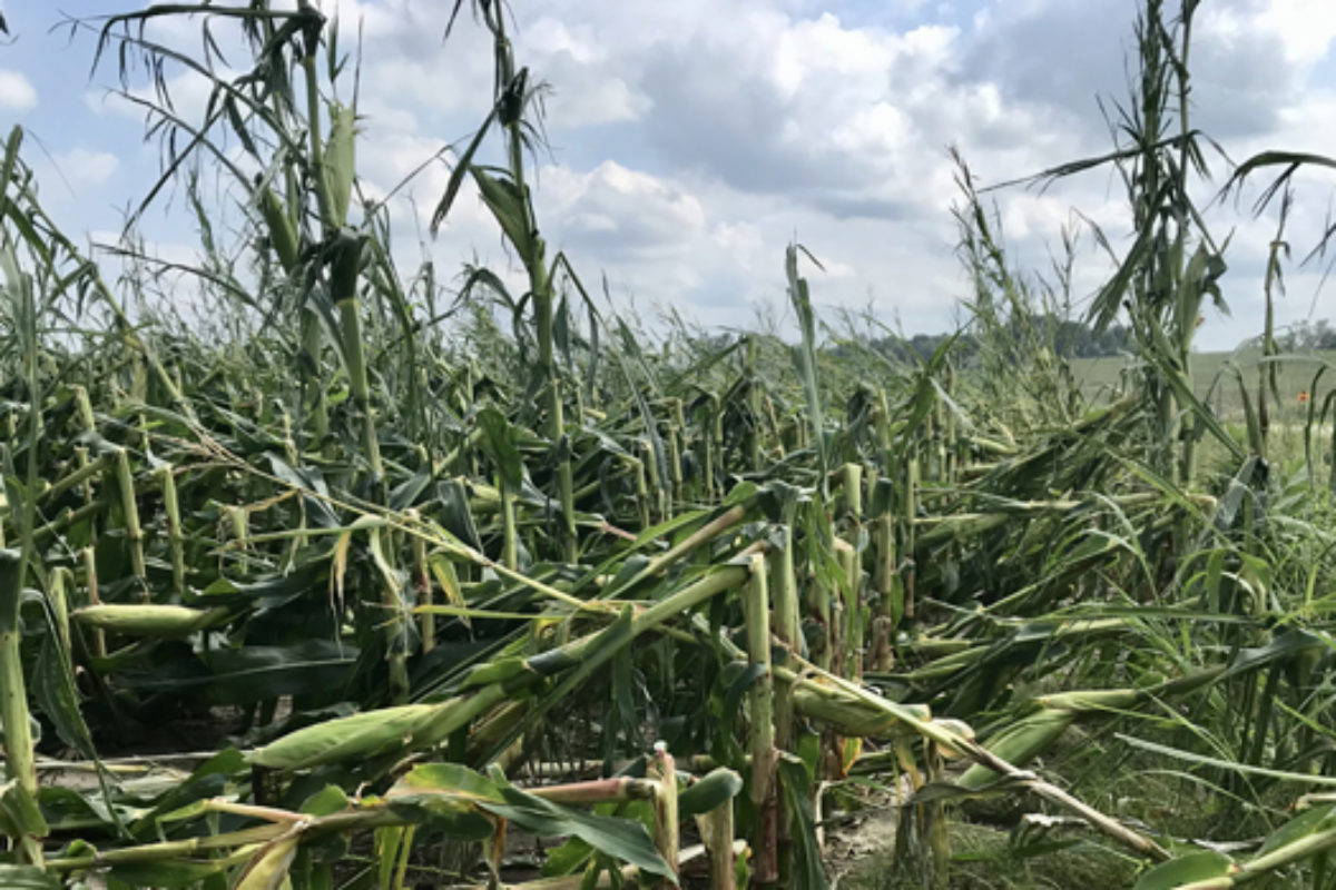 Corn damaged field by derecho storm in Iowa