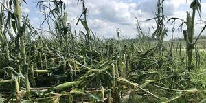 Corn damaged field by derecho storm in Iowa