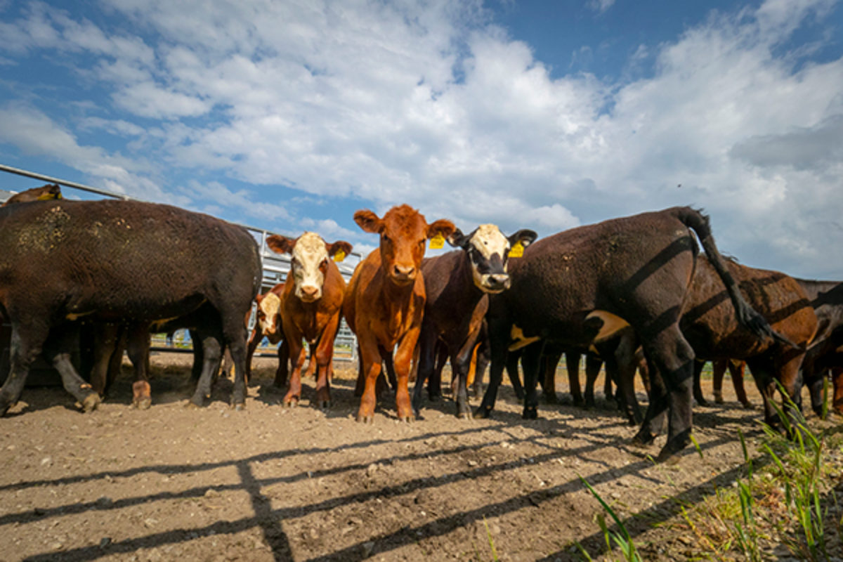 Group of cattle in a feedlot