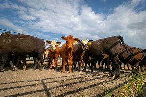 Group of cattle in a feedlot