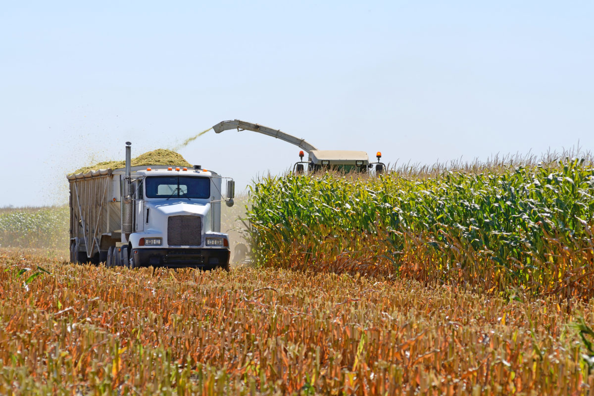 Corn being harvested in a field