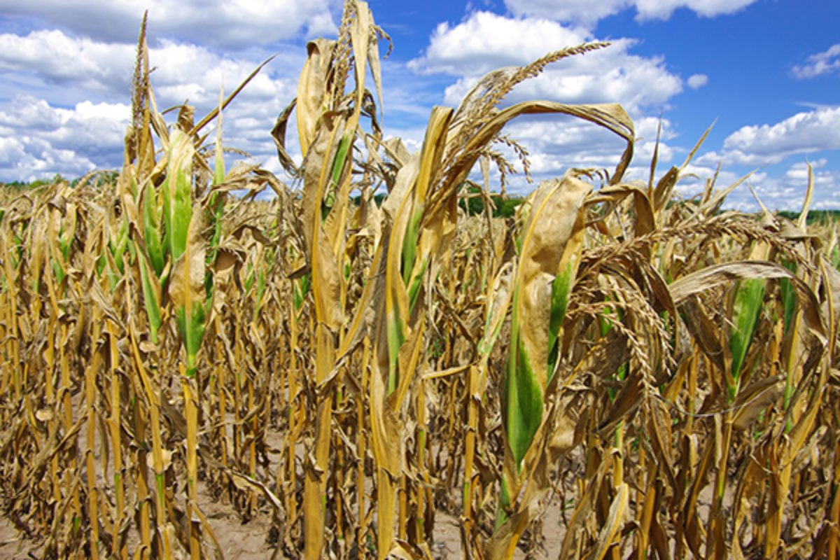 Corn stalks damaged by drought