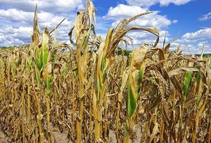 Corn stalks damaged by drought