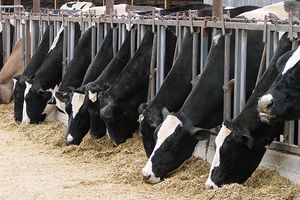 Feeding time at a dairy farm