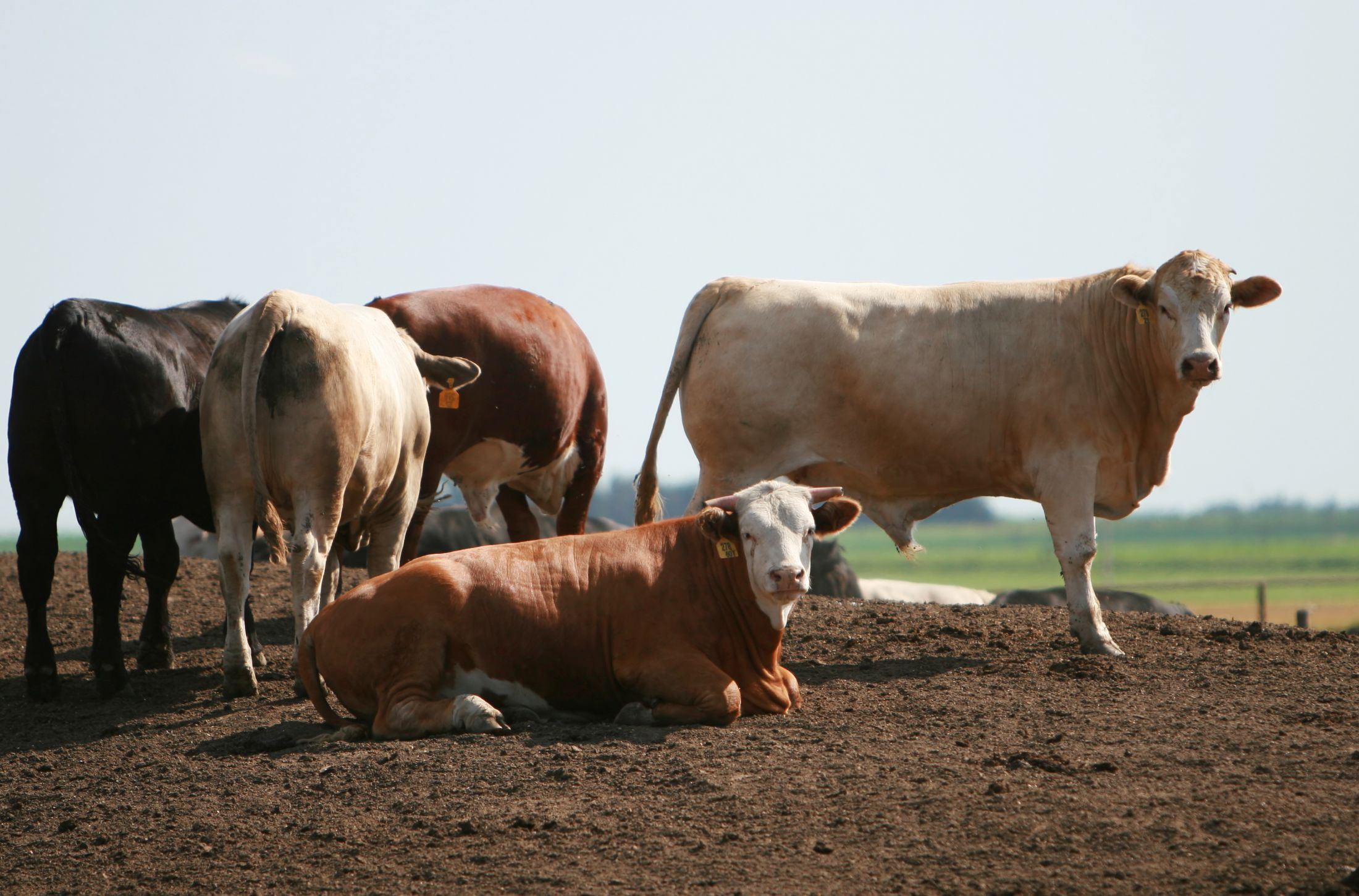 Livestock Risk Protection LRP Crop Insurance ProAg