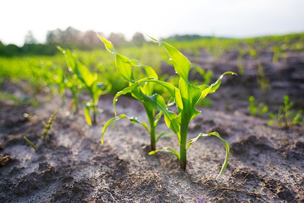 Closeup of young corn plant