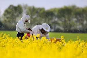 apiculture beekeeping API crop insurance