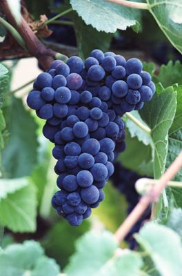 California Wine Grape Growers On Red Blotch Virus Alert Proag Wine Grape Growers On Red Blotch Virus