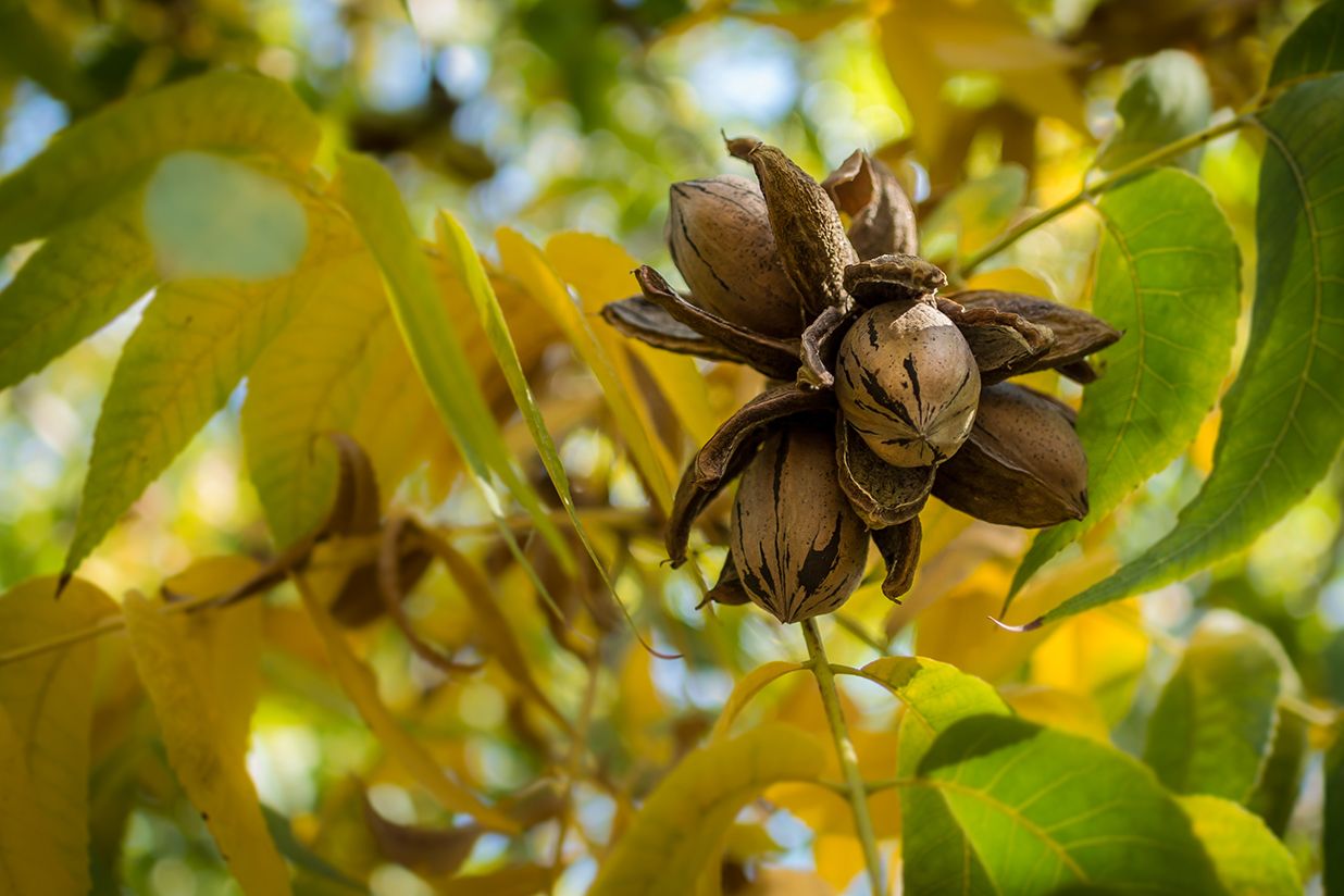 U.S. Loses Top Pecan Production Spot to Mexico ProAg