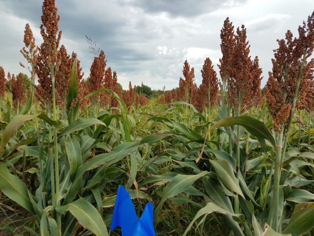 Texas Corn, Production Varied Based on Regional Moisture Levels
