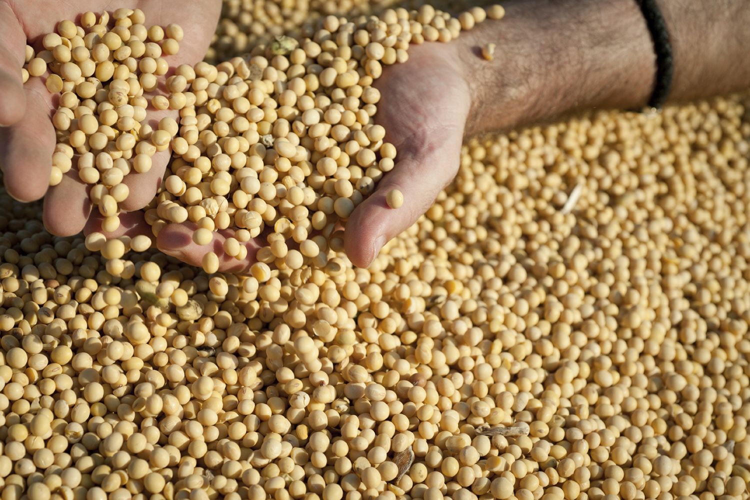 Person holding handful of soybeans
