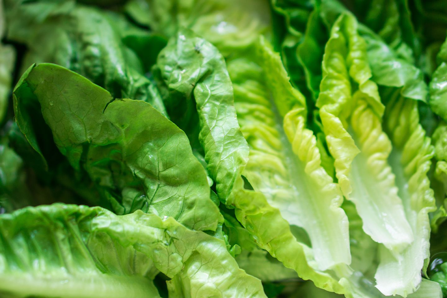 Farmers Devastated by Latest Romaine Outbreak ProAg