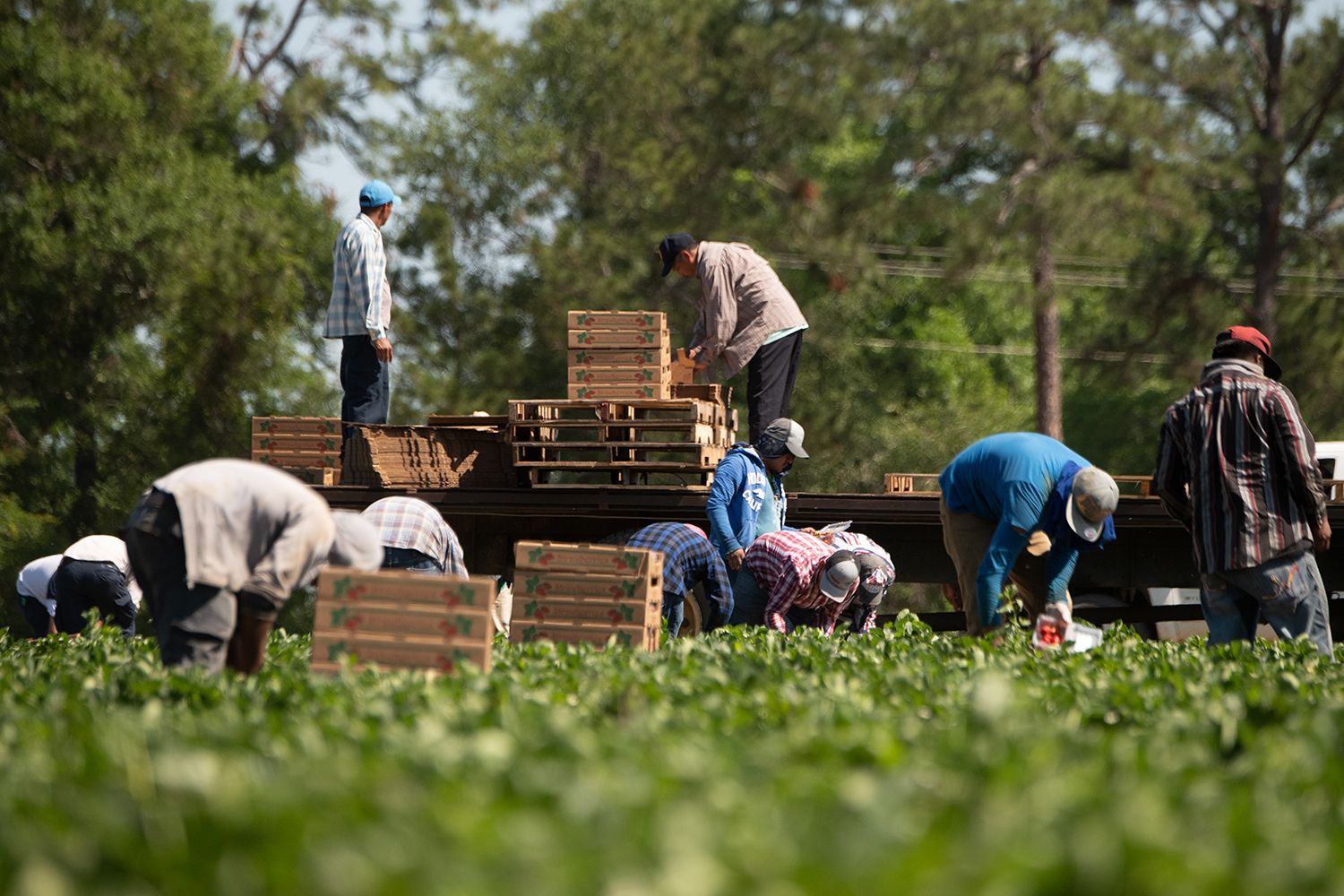 5 Tips for Keeping Farm Workers Comfortable in Extreme Heat ProAg
