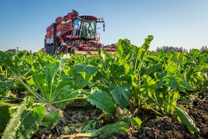 USDA Improves Crop Insurance Policies for Sugar Beet, Coarse Grain