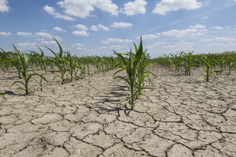 Dry corn field with cracked dirt
