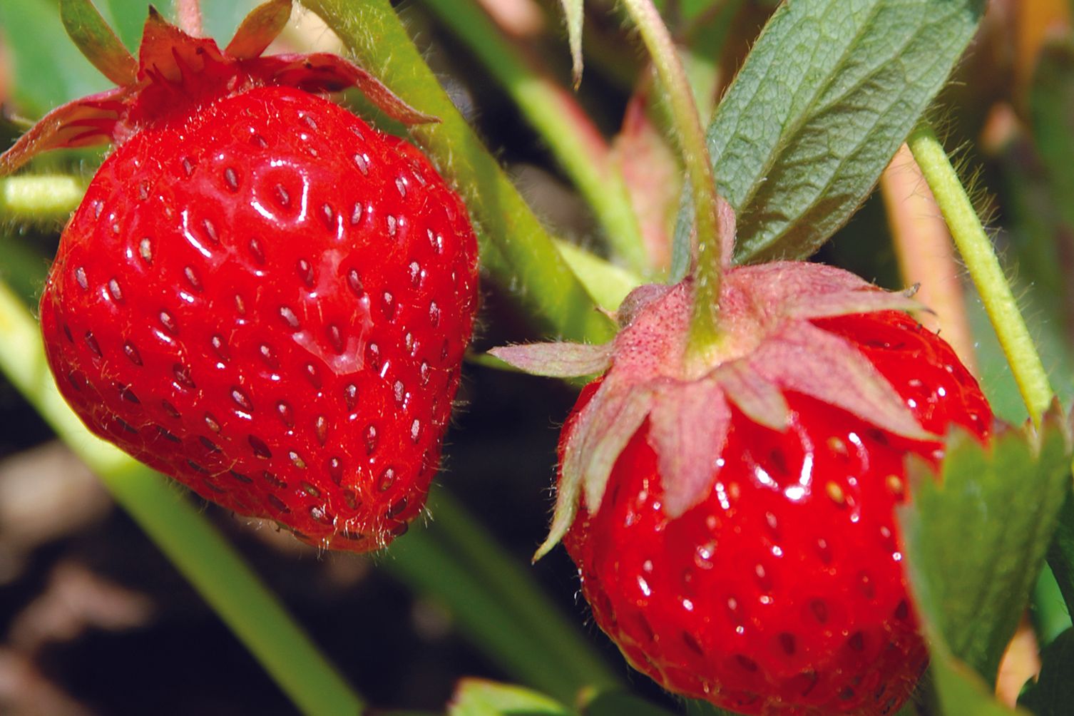 Bountiful Strawberry Crop Facing COVID19 Challenges ProAg