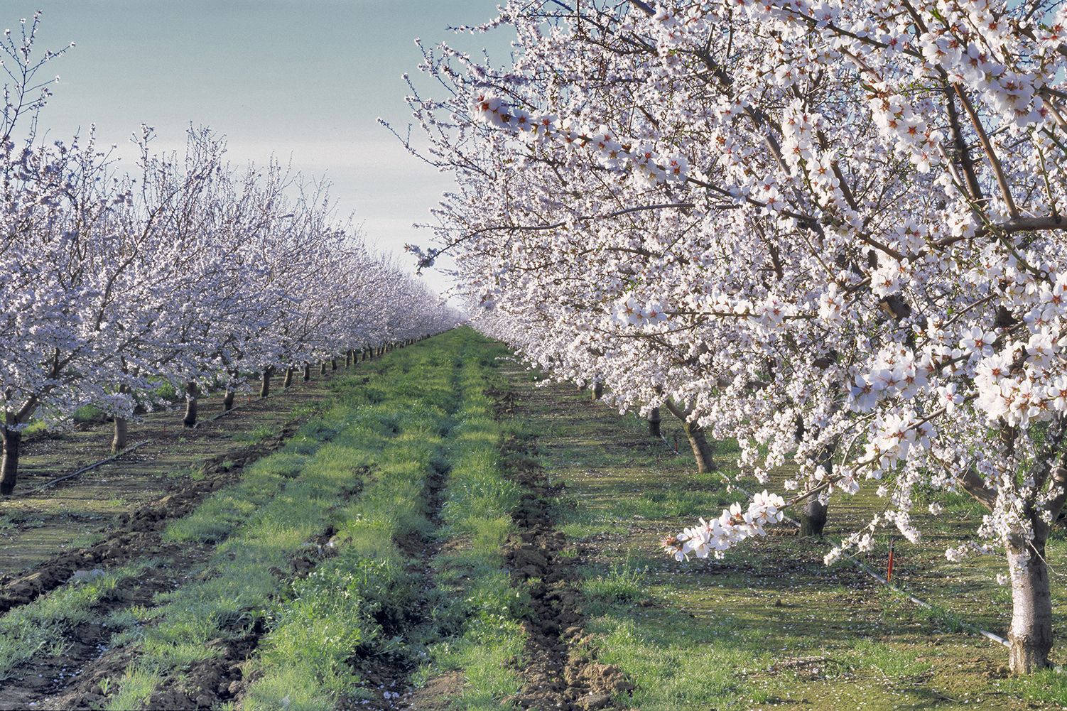 California's Almond Acreage Keeps Rising ProAg