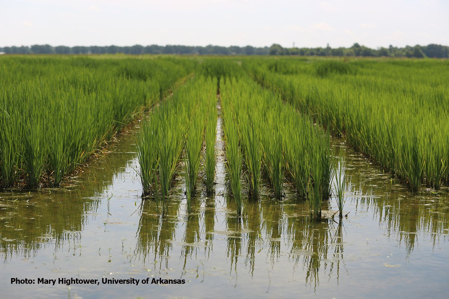 Little Early Rice Planting in Arkansas, COVID19 Effect Unknown ProAg