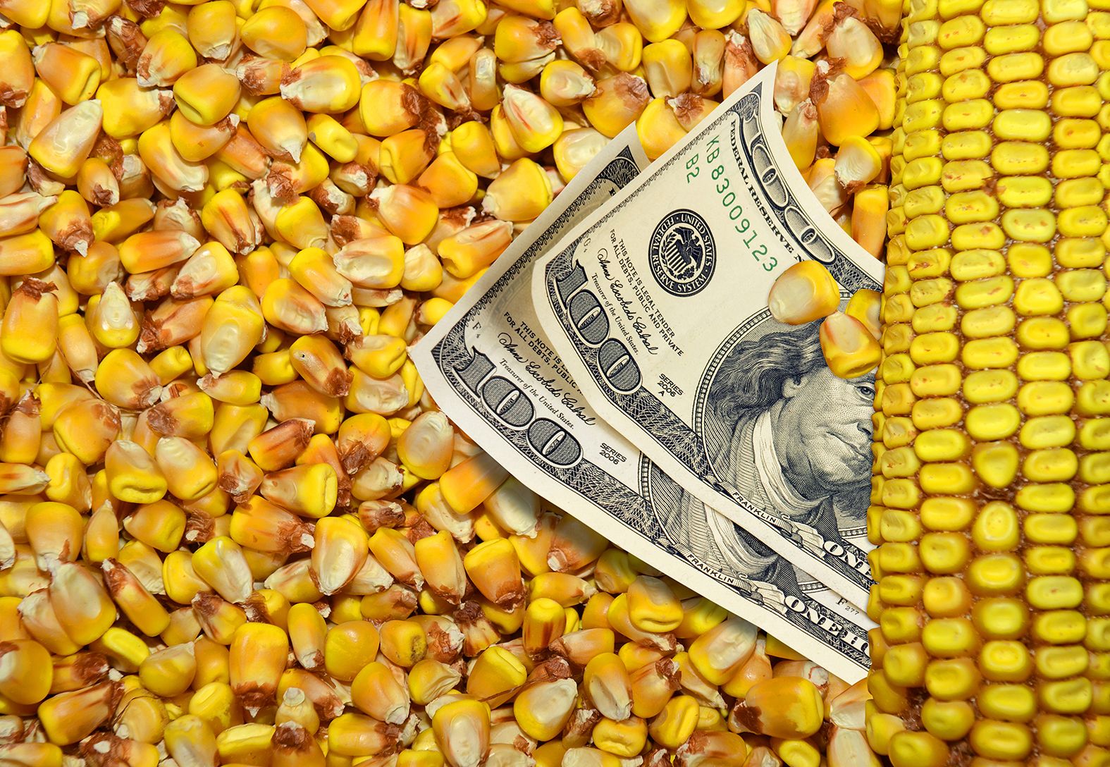 Corn with two hundred dollar bills on top