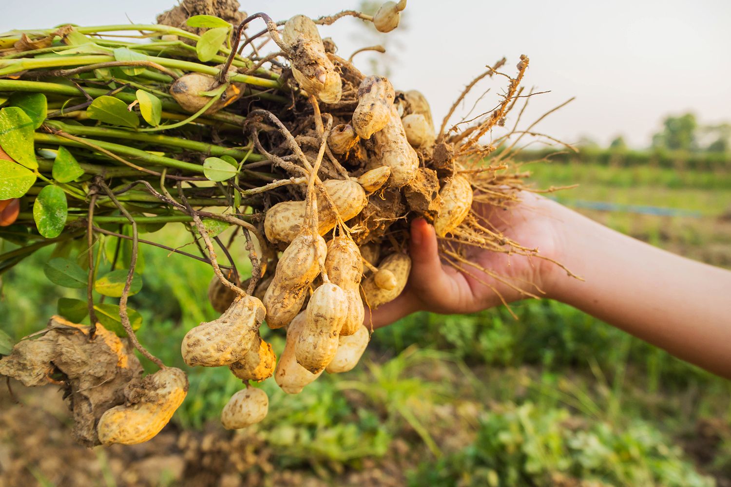 Dealing with a Gypsum Shortage for Peanuts ProAg