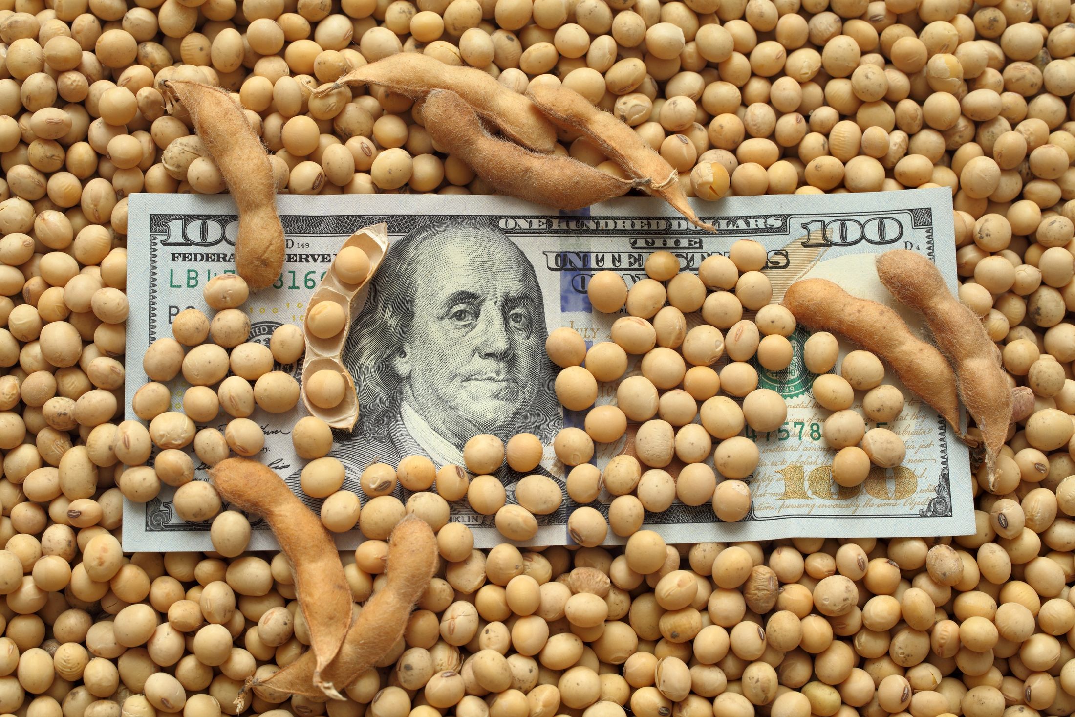 One hundred dollar bill with soybeans