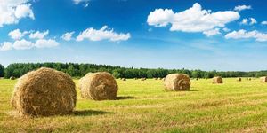 Forage Hay Bales