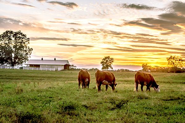 Hereford cattle