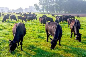 Angus Cattle