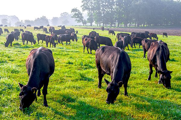 Angus Cattle