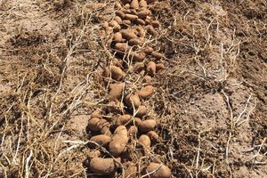 potato-harvest