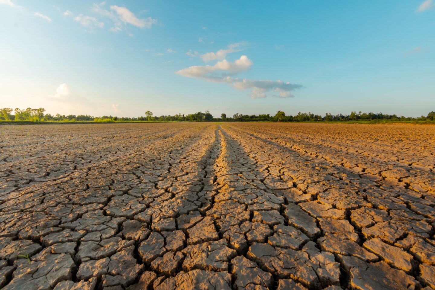 Dry land and field