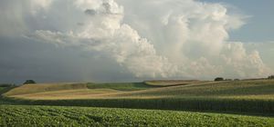 Corn and Soybeans AIM