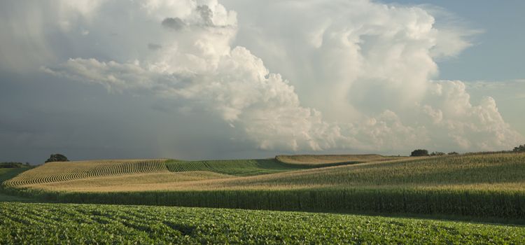 Corn and Soybeans AIM