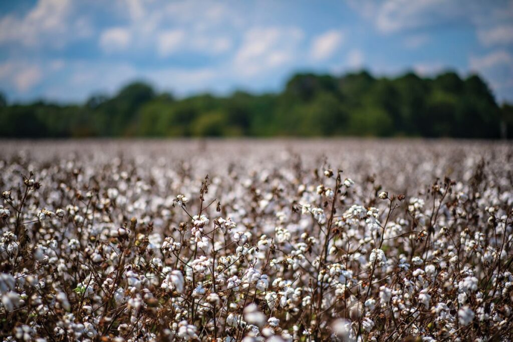 ProAg Crop Insurance STAX Stacked Income Protection Plan Cotton