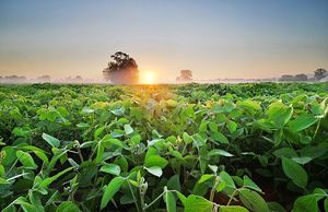 Soybean flowering