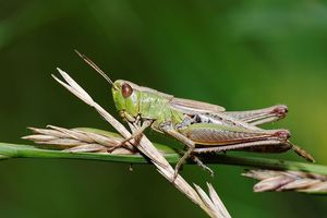 Grasshopper damage