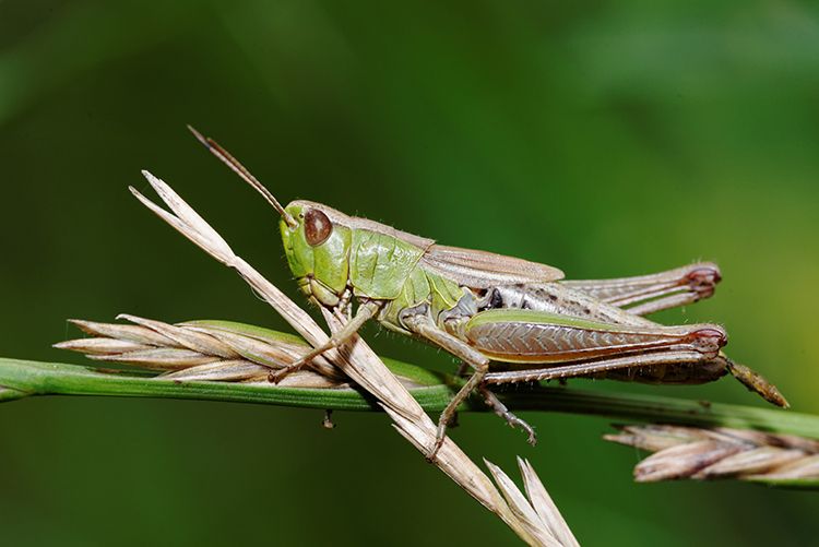Grasshopper damage