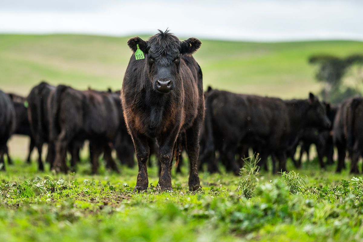 Cattle