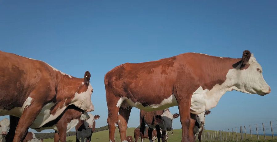 Livestock Video