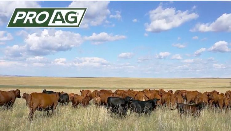 ProAg© Pasture, Rangeland, Forage (PRF) Insurance
