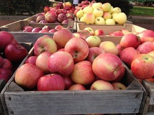 Apples in bin