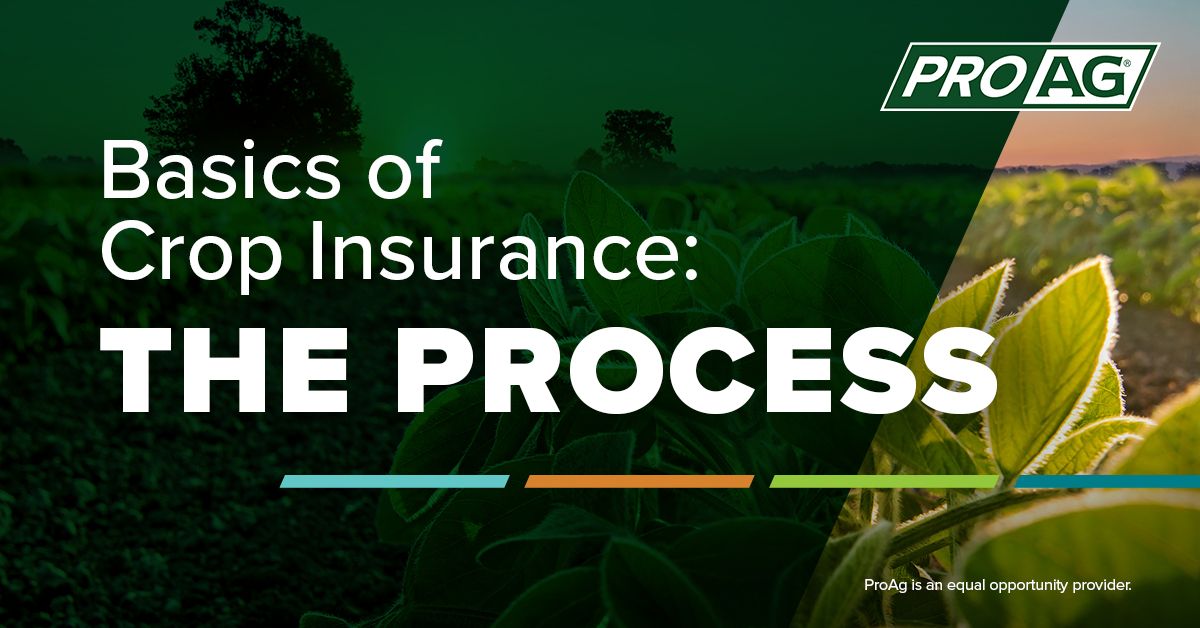 Understand the Crop Insurance Process in Four Easy Steps