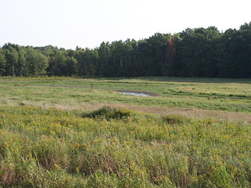 restore a wetland area and create a riparian buffer