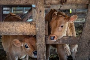 Young calves peer through a fence at Nice Farms Creamery, a dairy farm