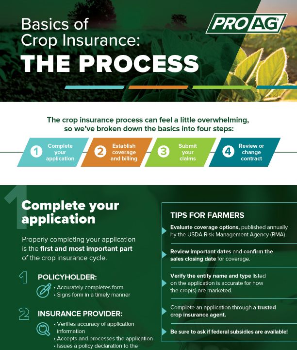 Preview of Crop Insurance Process Infographic
