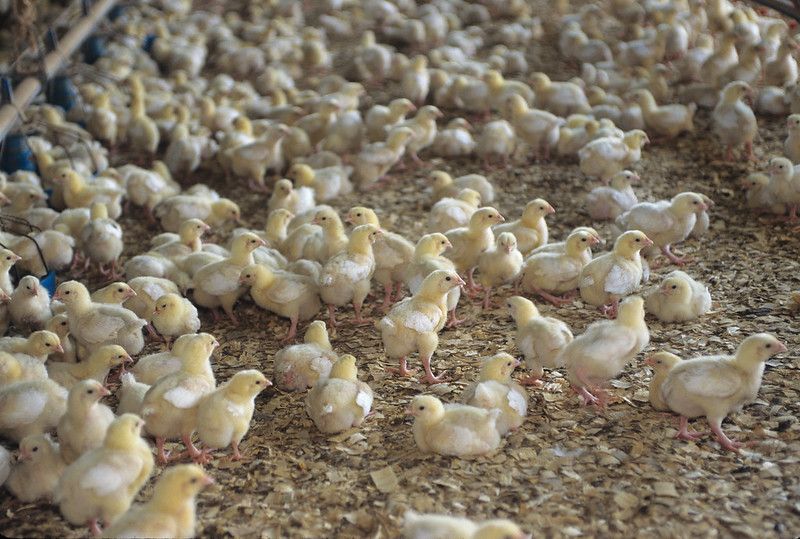 Avian Influenza Becomes Deadliest Animal Disease in . History - ProAg