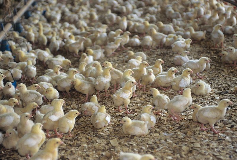 Avian Influenza Becomes Deadliest Animal Disease in . History - ProAg Avian Influenza Becomes Deadliest Animal Disease in . History - ProAg