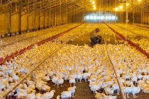 broiler hens in one of his chicken houses in Luling, TX