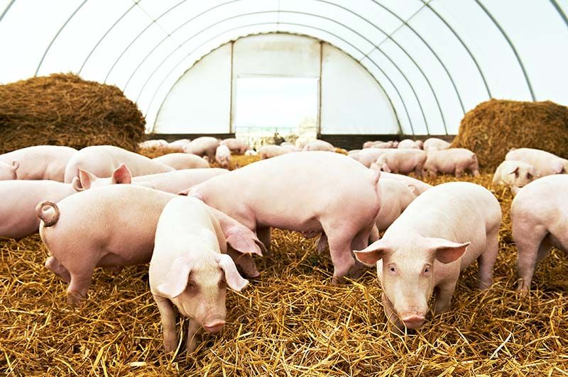 Pigs in a hoop barn