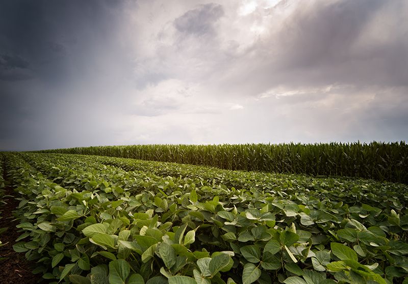 Soybean field with dark sky